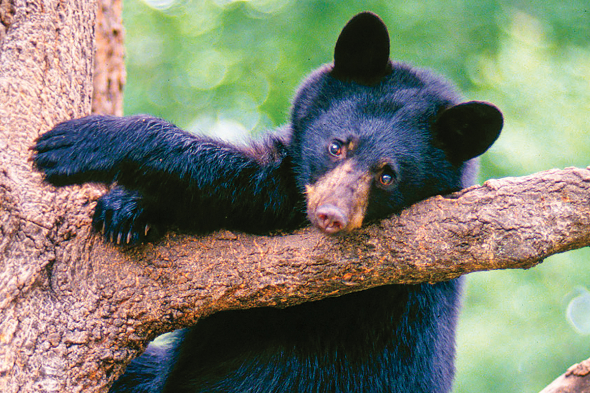 Smokies staff reminds visitors that feeding bears is illegal, dangerous