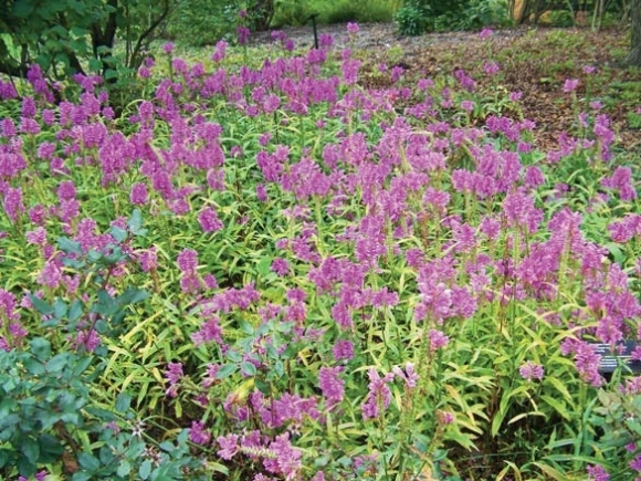 Time to enjoy the bounty of your flower garden