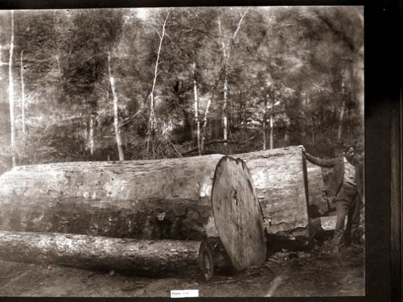 Logging has always been dangerous work
