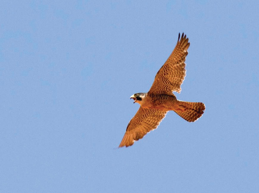 A peregrine falcon takes flight. National Park Service/Andrew Kuhn photo