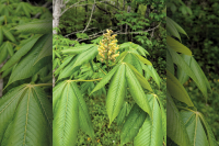 The Joyful Botanist: Flava Flave