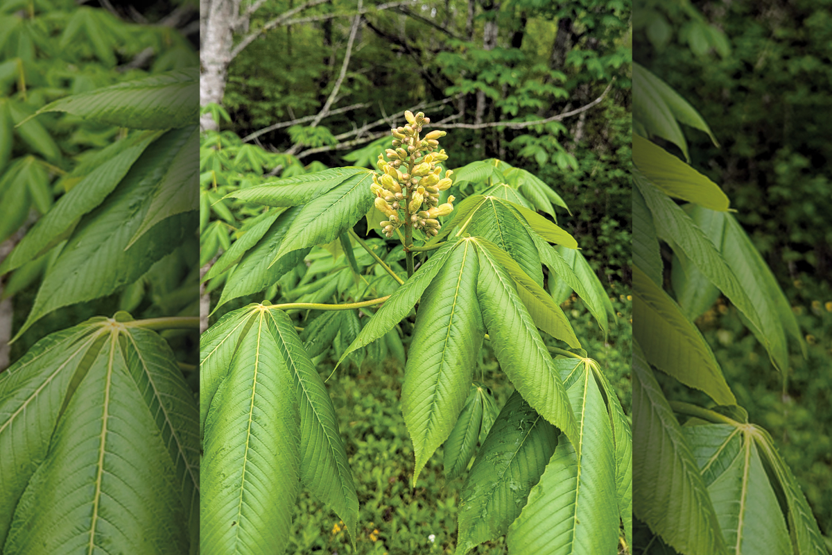 Yellow Buckeye Trees are among the first hummingbird-feeding flowers to bloom in the mountains. 