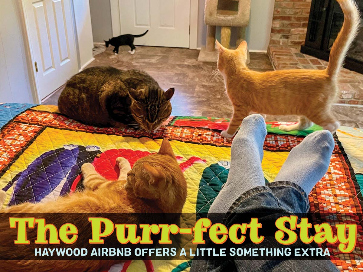 Relax with cats at an Airbnb in Clyde