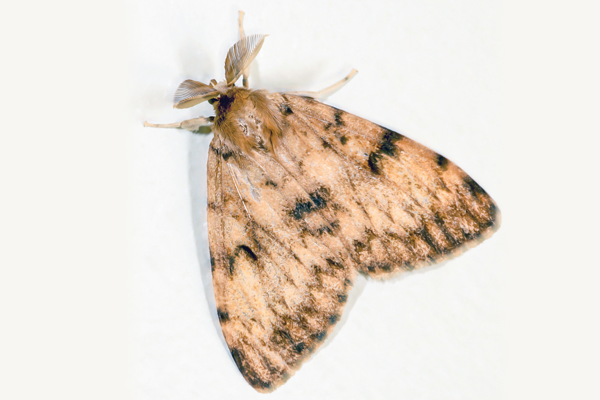 State intends to spray Spongy Moth treatment over Haywood, Jackson