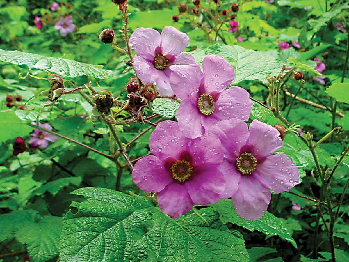 Purple flowering raspberry. Great Smoky Mountains National Park photo