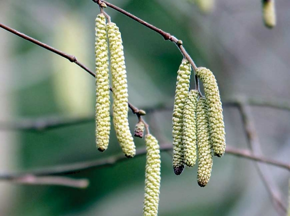 Birch catkins. Donated photo