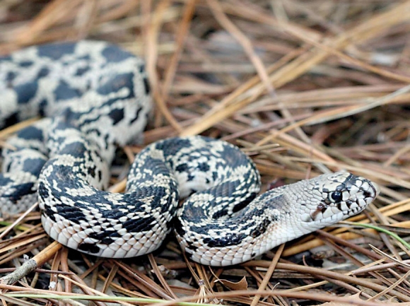 Pine Snake. Jeff Hall photo