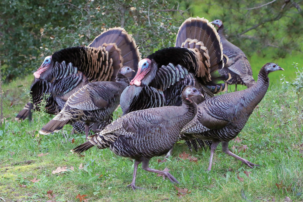 Avian flu found in Lenoir County