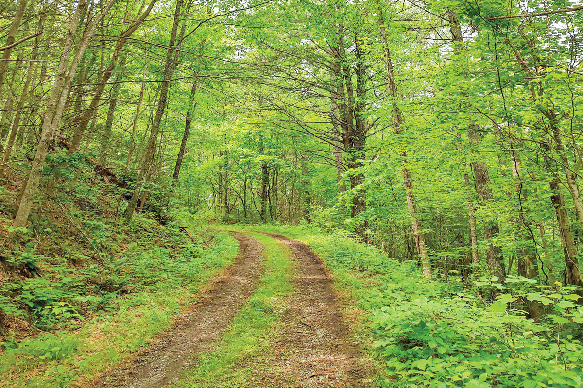 Western North Carolina is a bastion for outdoor recreation, especially when it comes to trail running and hiking. Garret K. Woodward photo