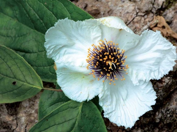 The native mountain camellia has one of the largest blooms of any shrub in the U.S. Holly Kays photos