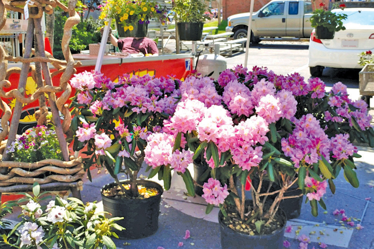 Whole Bloomin&#039; Thing returns to Waynesville May 11. File photo