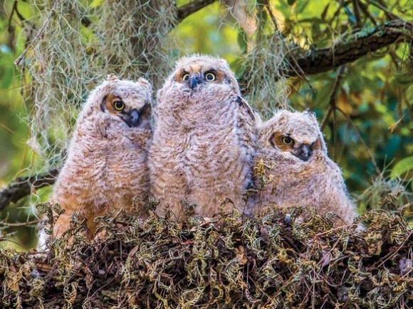 Wildlife through a lens: Highlands couple explores the outdoors one photograph at a time