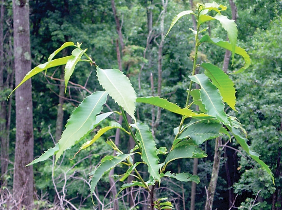 The chestnut blight erased mature American chestnut trees from U.S. forests, but sprouts can survive for short periods of time. File photo