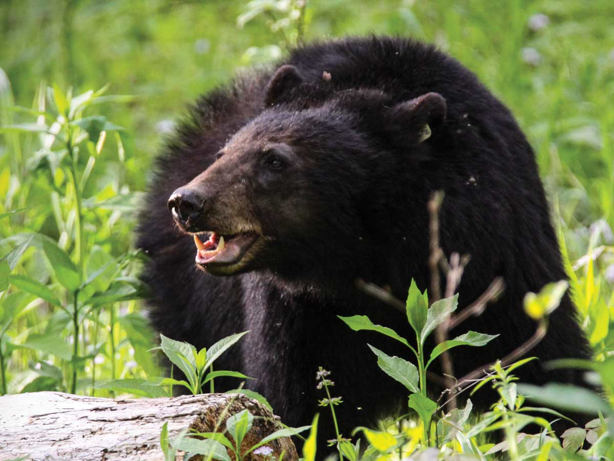 The N.C. Wildlife Resources Commission estimates the mountain region holds 7,000 bears, with that population growing 6% annually. Warren Bielenberg photo