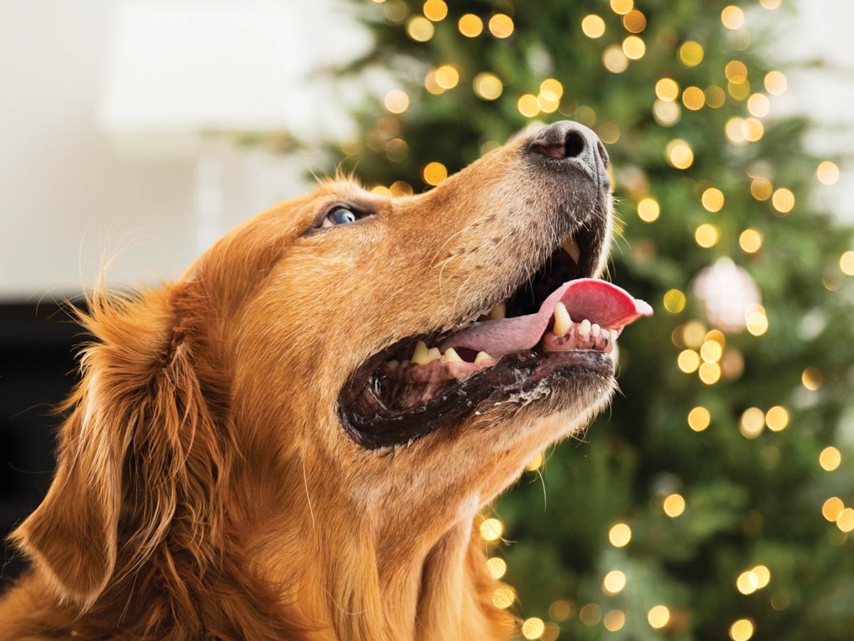Safe holiday entertaining in pet-friendly households