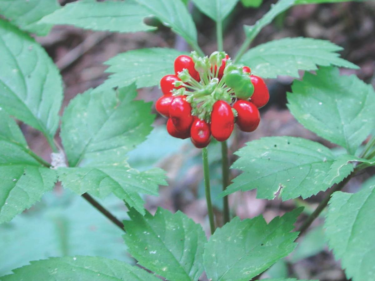 Cherokee National Forest ends ginseng permits