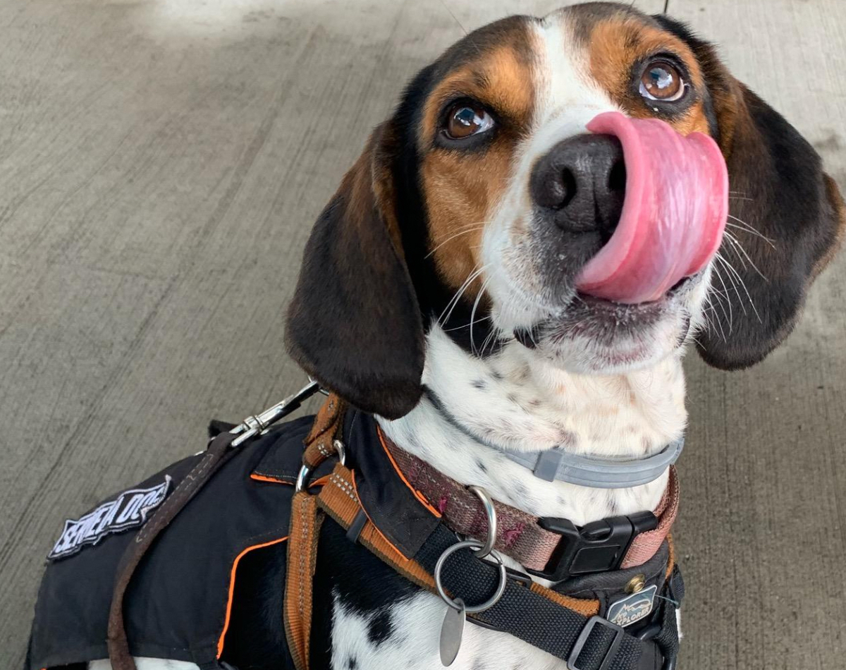 Molly is a celebrity dog in Haywood County.