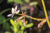 The Joyful Botanist: Stone Breakers
