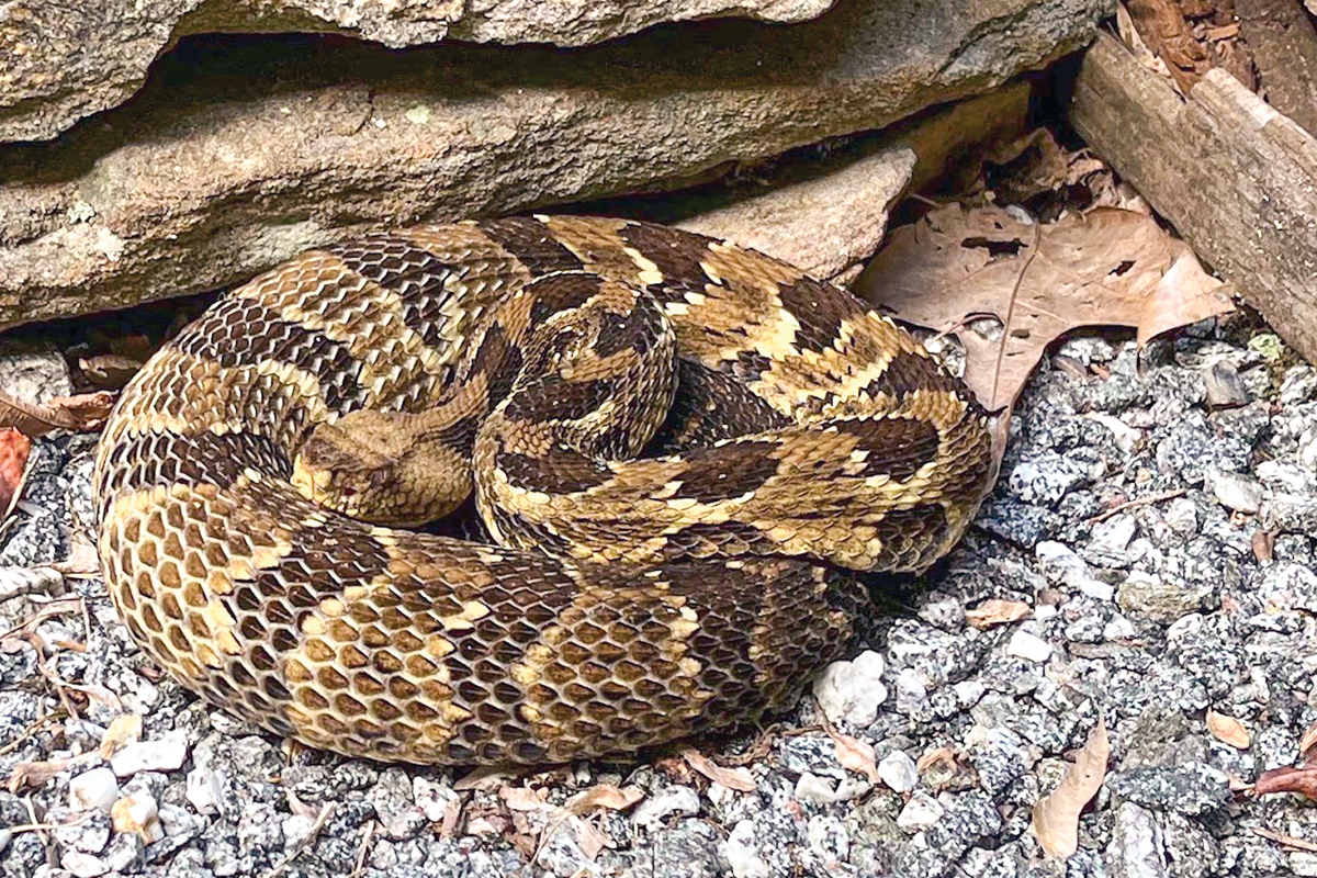 The rattlesnake basked by the hollow railroad tie that was her home. Burt Kornegay photo