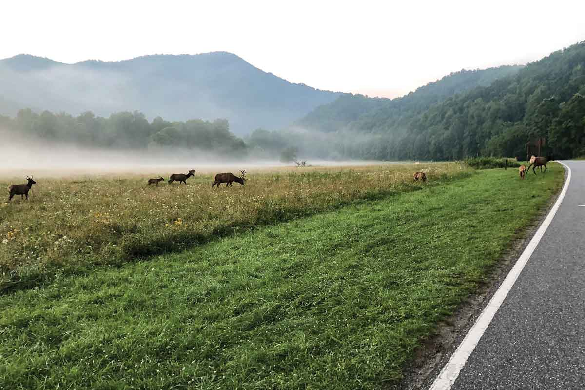 Elk graze near Oconaluftee Visitor Center in the Great Smoky Mountains National Park. Doug Brinkmeyer photo