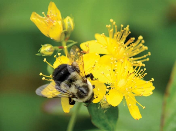 St. John’s wort. Holly Kays photo