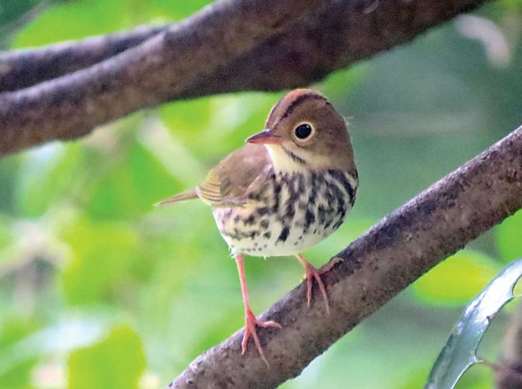 Cool to catch a couple of ovenbirds foraging in my yard. This one hopped up into the holly tree for a nanosecond. Don Hendershot photo