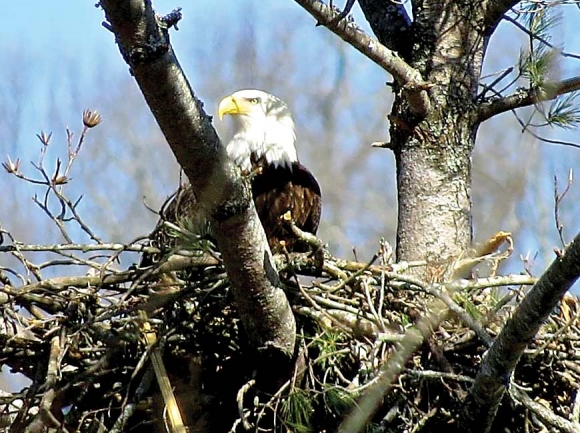 Bald eagles, recovered from likely extinction by the Endangered Species Act, nested successfully at Lake Junaluska in 2019 for the first time in recorded history. Don Hendershot photo