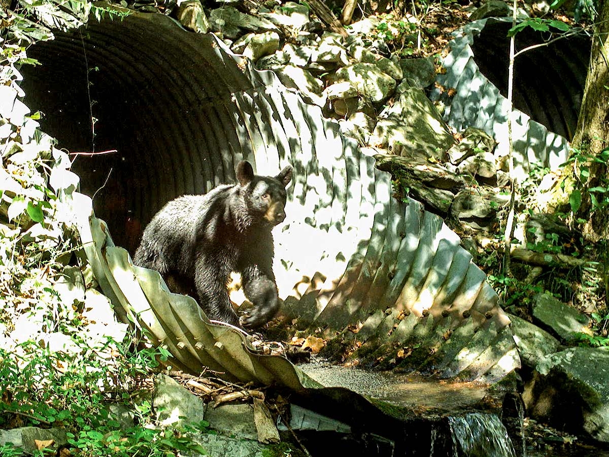 A bear crosses I-40 using a large culvert originally installed with just water in mind, not wildlife. Wildlands Network/National Parks Conservation Association photos
