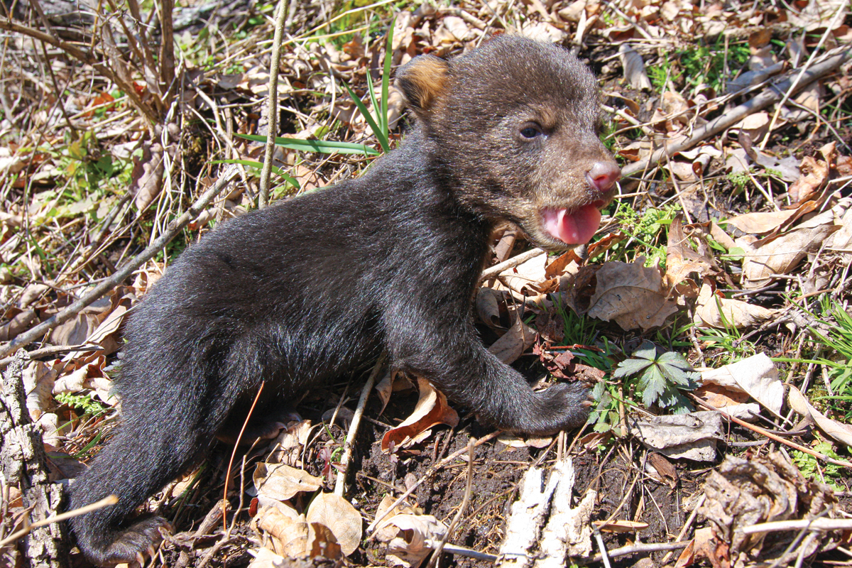 If someone encounters a bear cub, they are encouraged to call the N.C. Wildlife Helpline. Donated photo