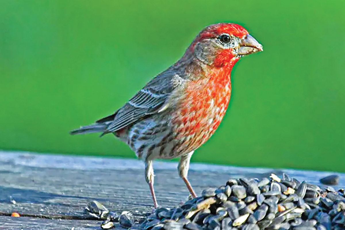 Join Franklin Bird club for Macon County walks