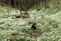 The Joyful Botanist: Oh Phacelia, You’re Breaking My Heart
