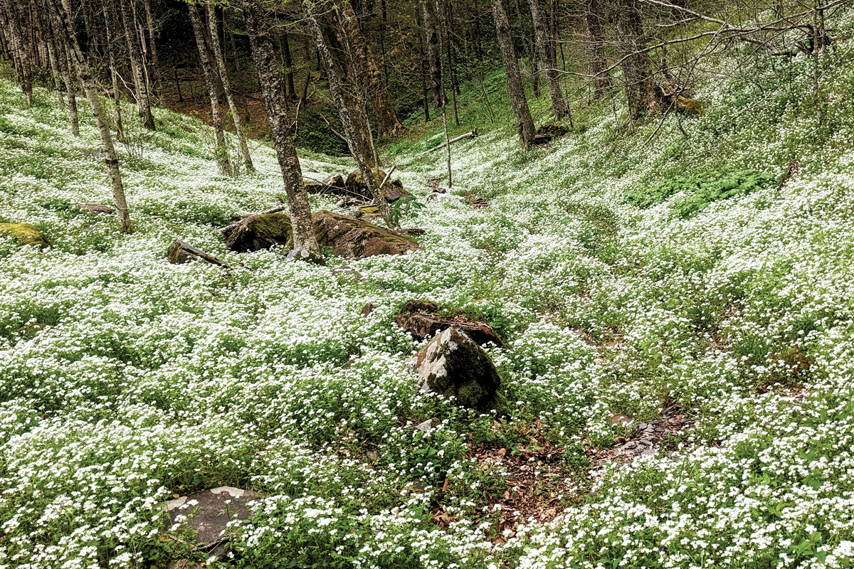 Fringed phacelia blooming in profusion like a snowy carpet on the forest floor. 