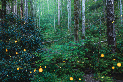 Synchronous fireflies flashing in unison in a dark Smoky Mountain forest