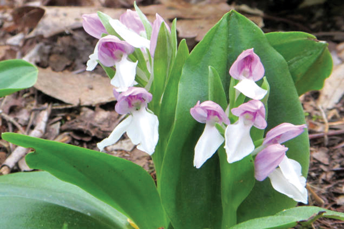 The easy-to-moderate hike will offer plenty of opportunities for wildflower viewing. 