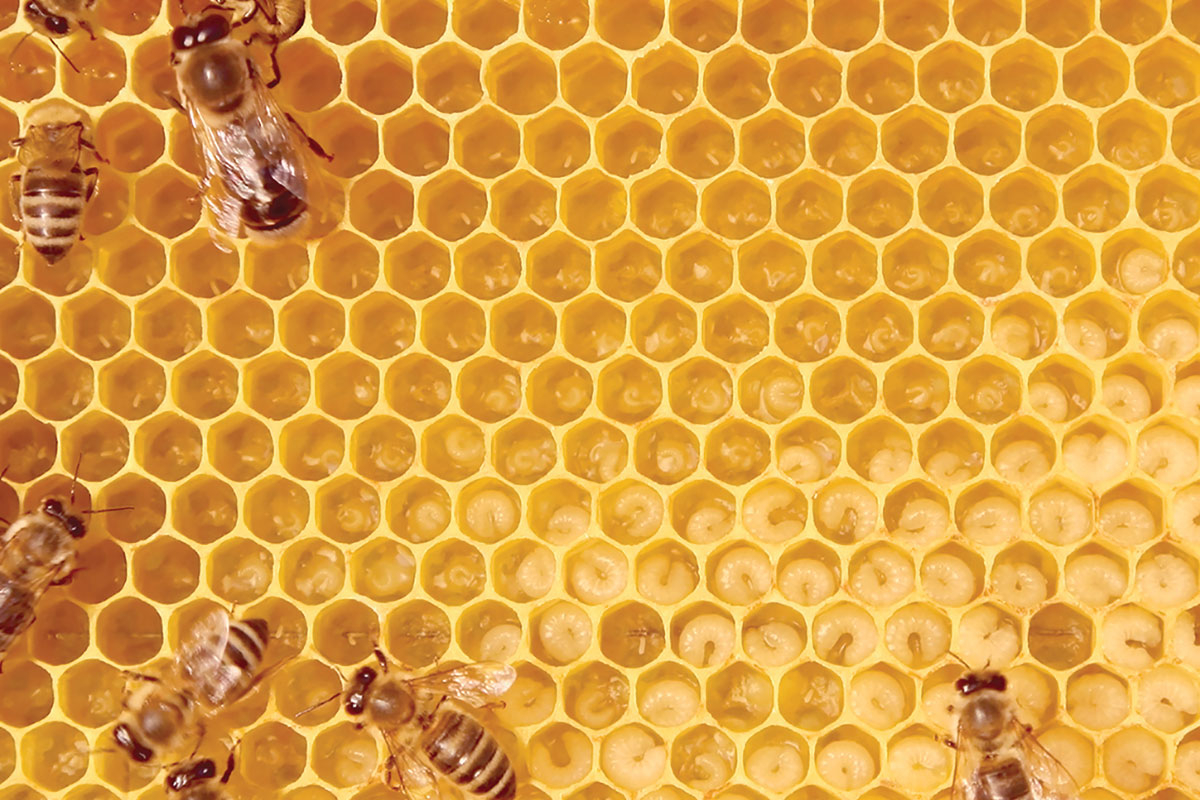 Learn about beekeeping at the Marianna Black Library