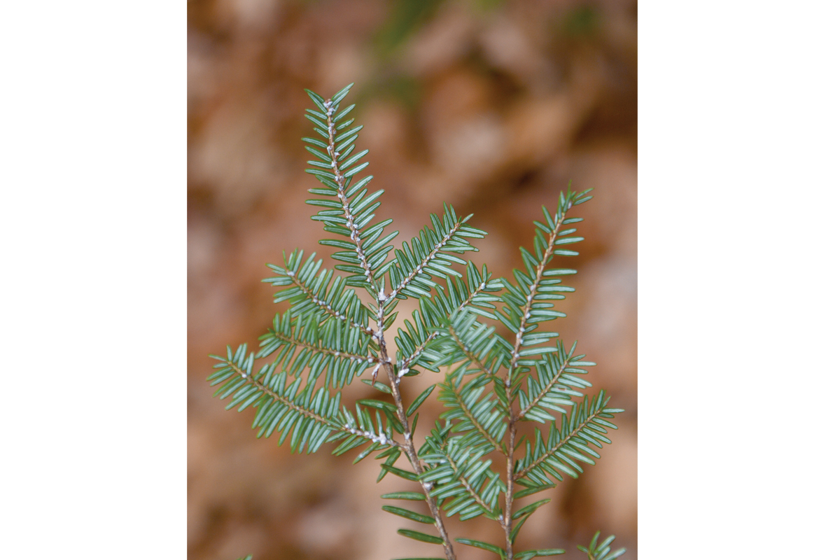 The most easily spotted sign of the hemlock wooly adelgid is the white egg sacs the aphid-like insects lay at the base of hemlock needles on the underside of the branches. Holly Kays photo