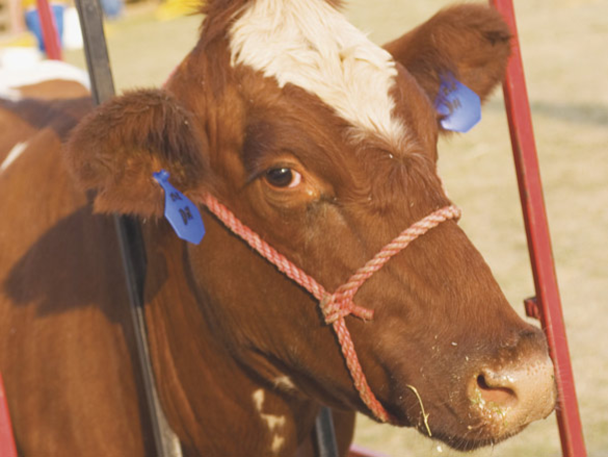 WNC Mountain State Fair winners bring home hardware