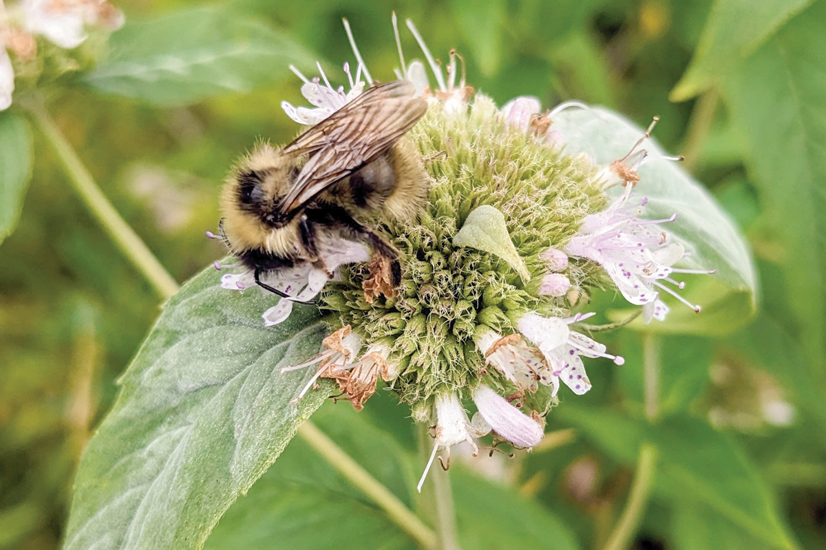 A bumblebee drinks from a mountain mint plant. Adam Bigelow photo