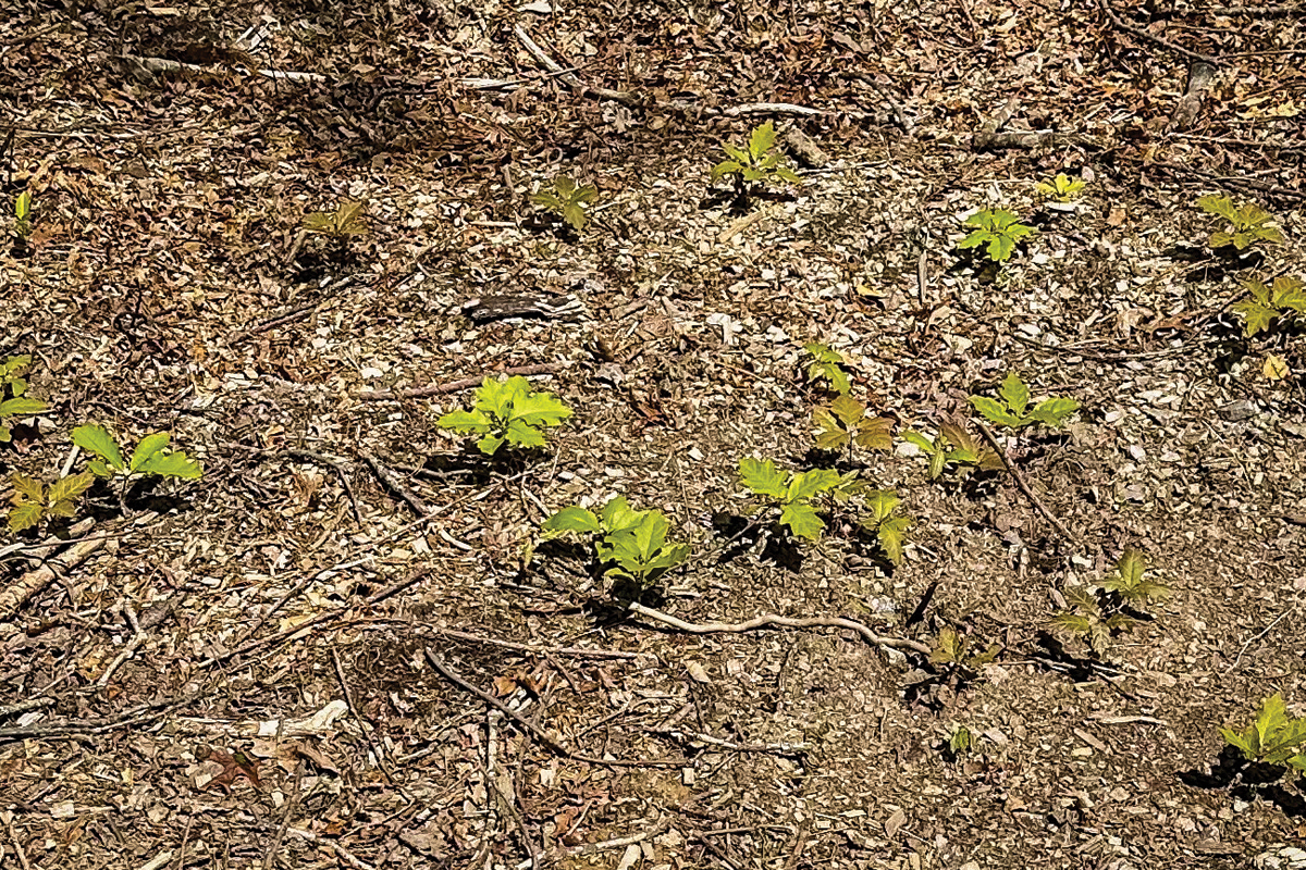 Red Oak seedling starting to return. 