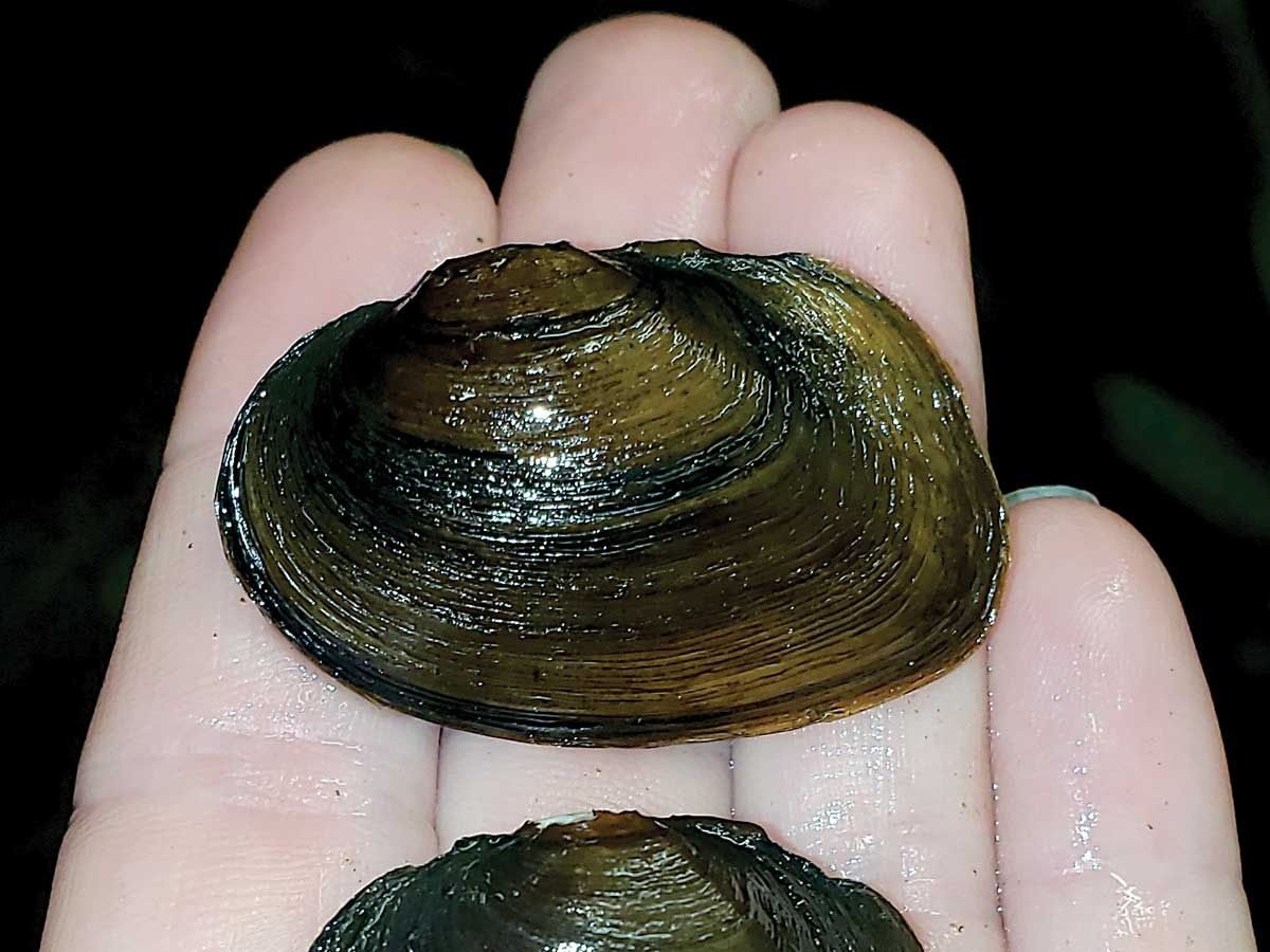 Atlantic pigtoe mussel. Lilibeth Serrano photo