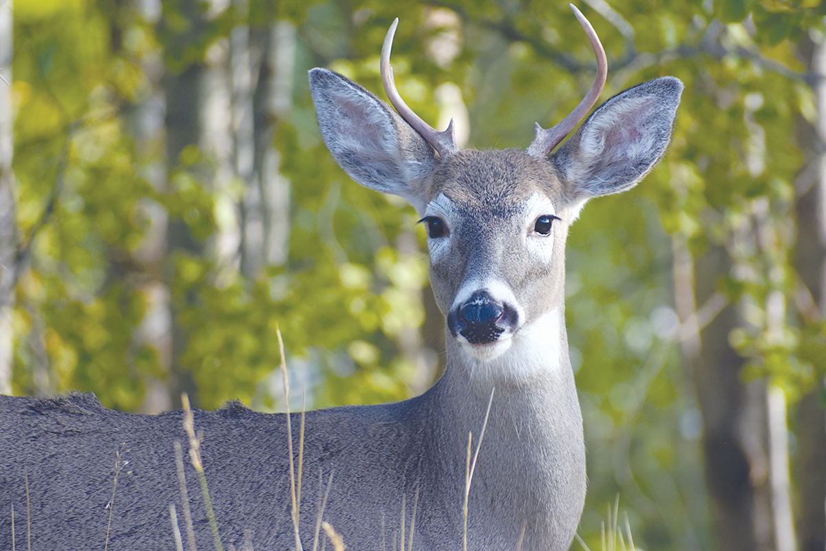 Thanksgiving Day and the following Friday will be designated as Youth Days in the western season, and youth under 18 can use any lawful weapon, including all firearms, to harvest deer on those days. Stock photo