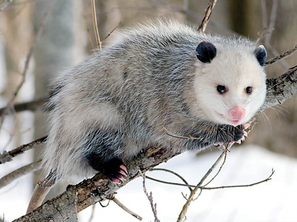 Possums are the ultimate survivalist