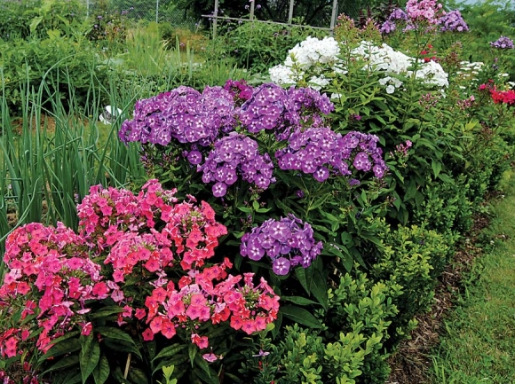 Garden Phlox. Donated photo