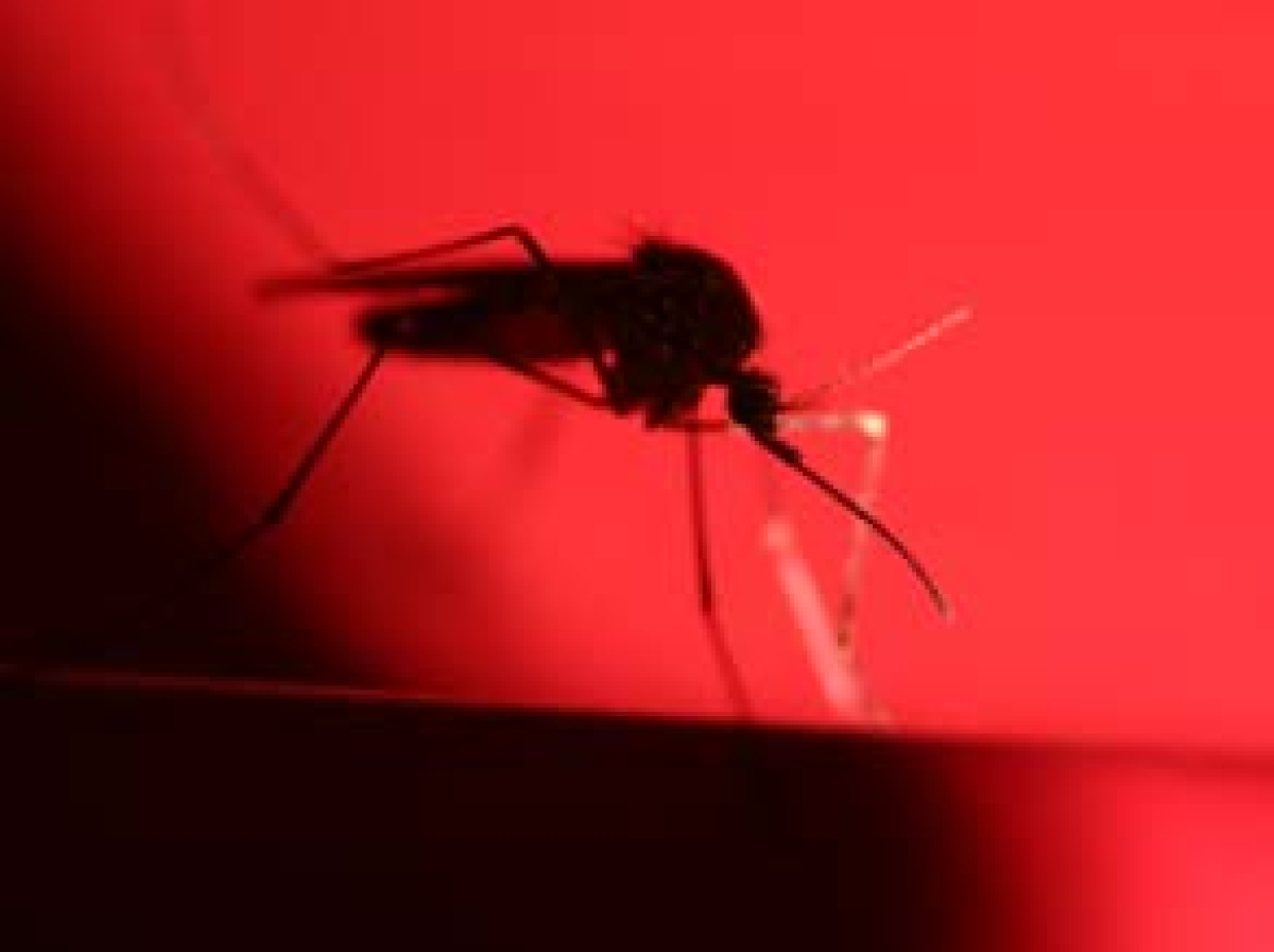 Combat mosquitos in Haywood County