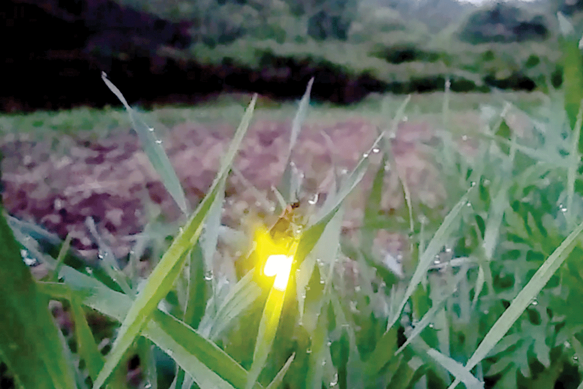 A lightning bug perches on a blade of grass. Donated photo