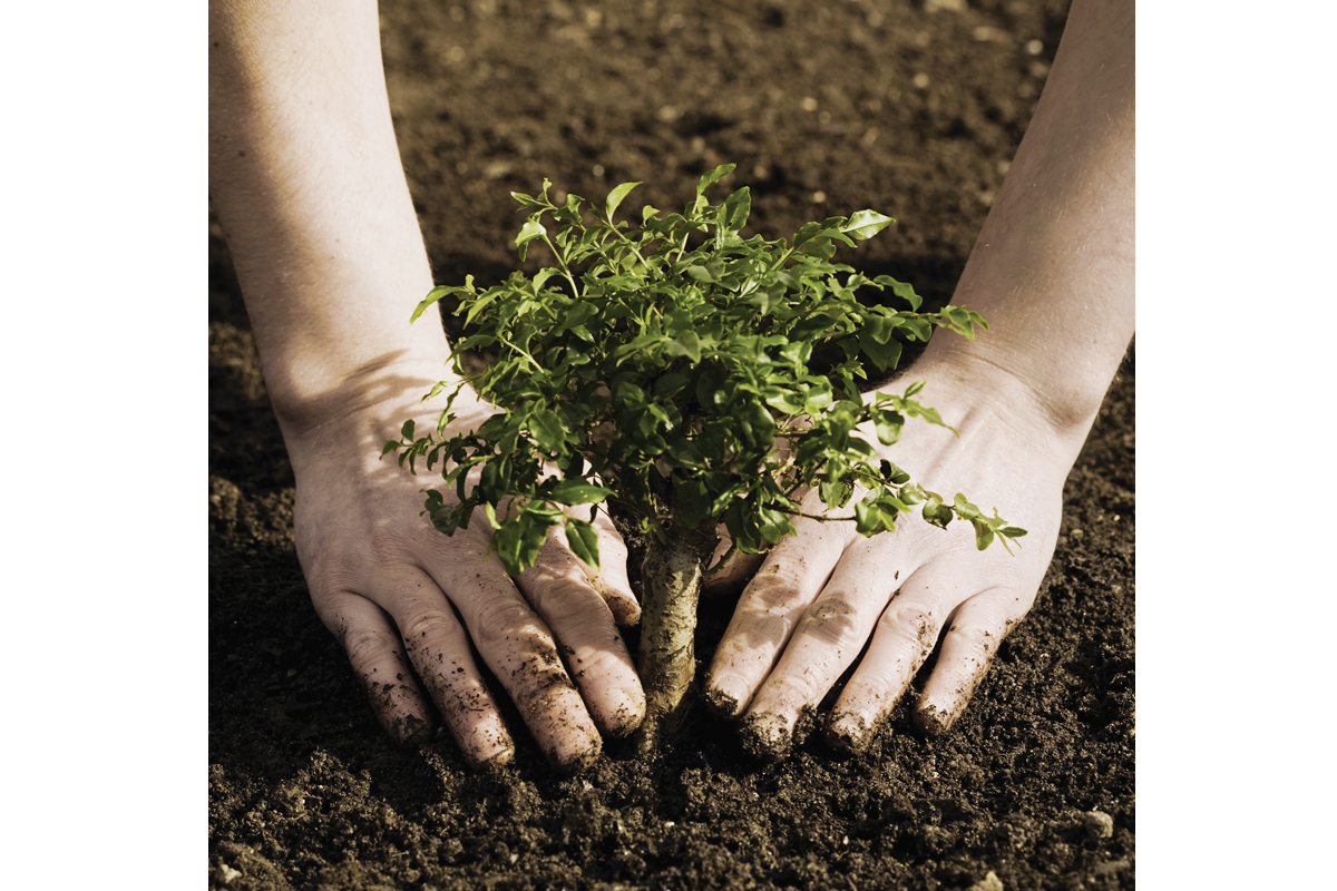 N.C. Forest Service celebrates Arbor Day