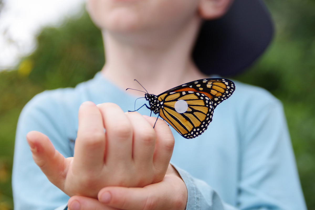A child holds a tagged monarch butterfly.  N.C. Arboretum photo