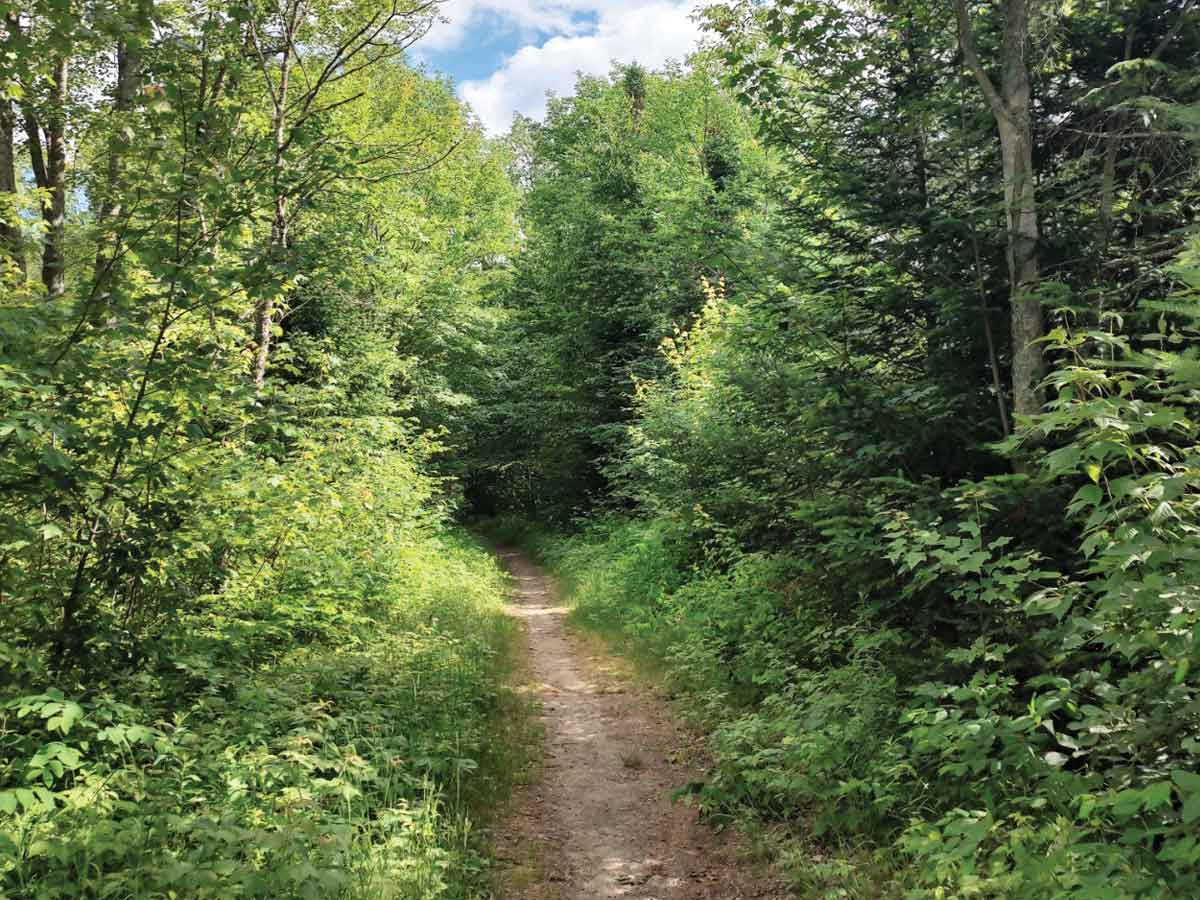 Bloomingdale Bog Trail. (Garret K. Woodward photo)