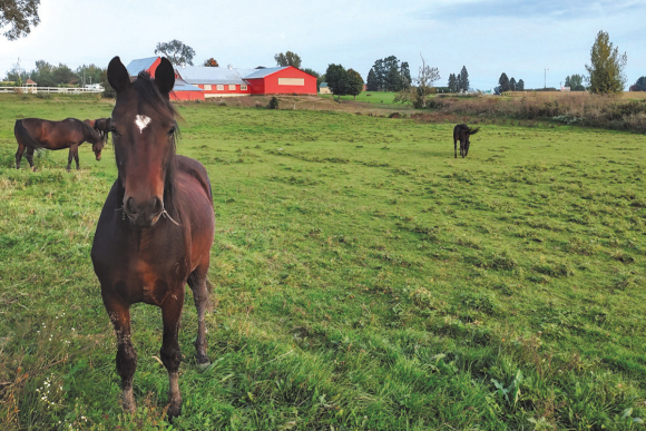 Horse farms are a North Country staple. Garret K. Woodward photo