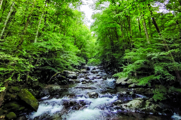 Great Smoky Mountains National Park. Garret K. Woodward photo